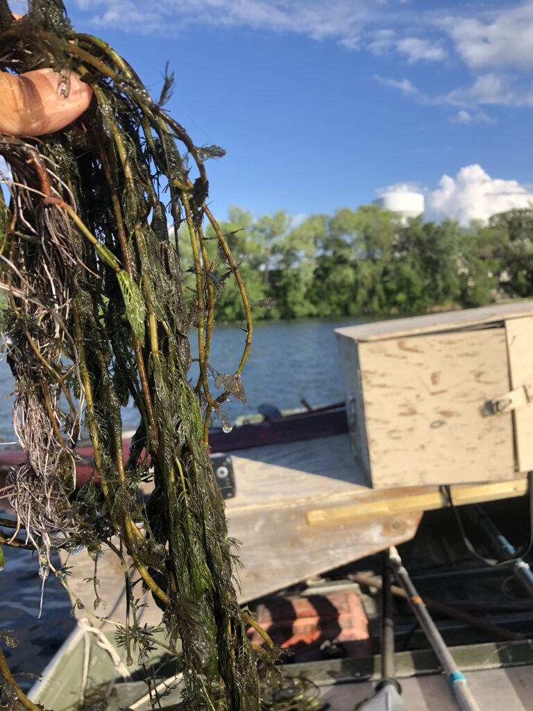 Rake full of Eurasian Watermilfoil