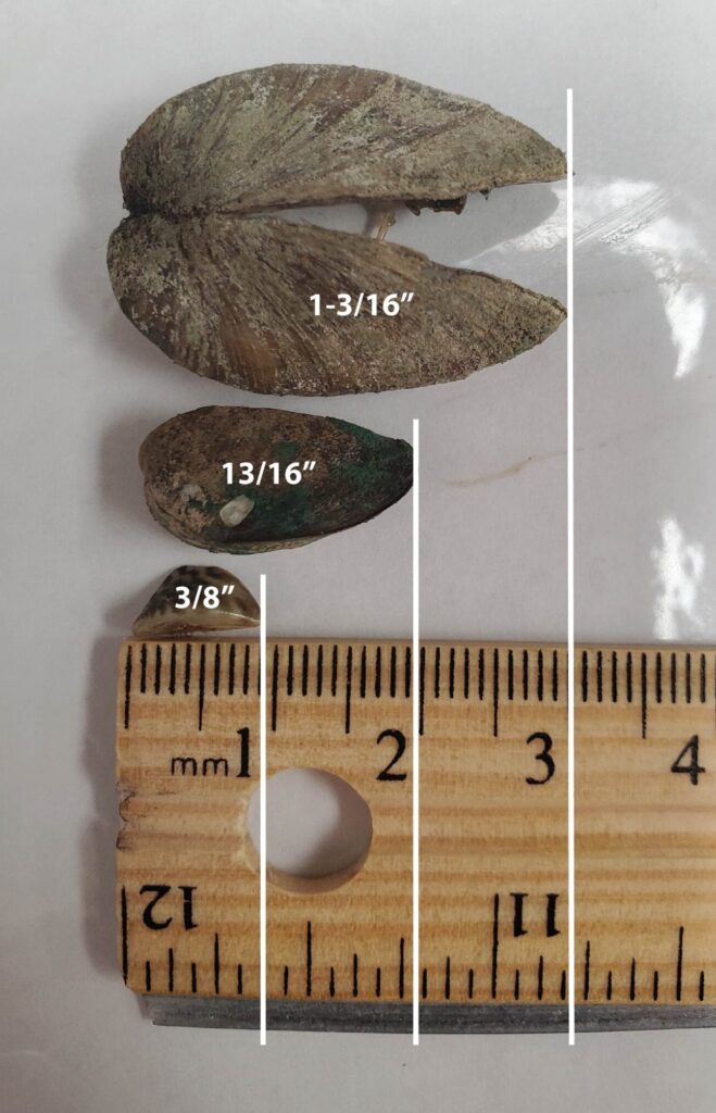 Zebra mussels with measurements